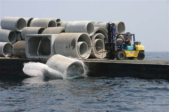 reef1[1]
